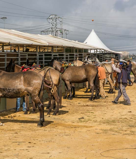 Alquiler de cuadras en la Feria de Seviilla