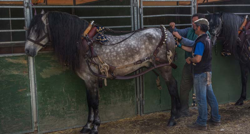 Fotos de las cuadras de la Feria de Sevilla 19