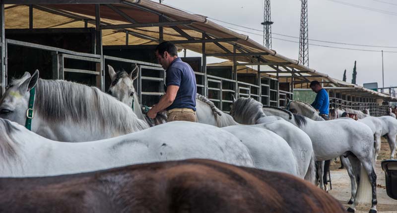 Fotos de las cuadras de la Feria de Sevilla 2