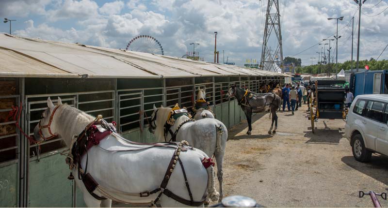 Fotos de las cuadras de la Feria de Sevilla 22